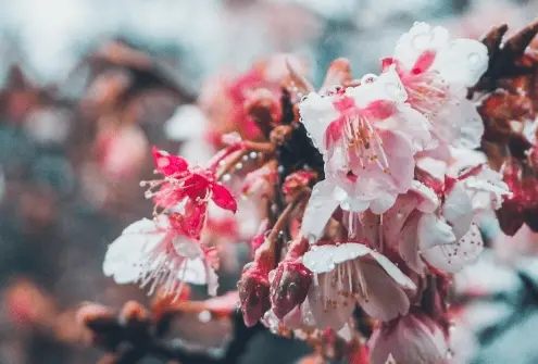 写真（デジタル）のサムネ